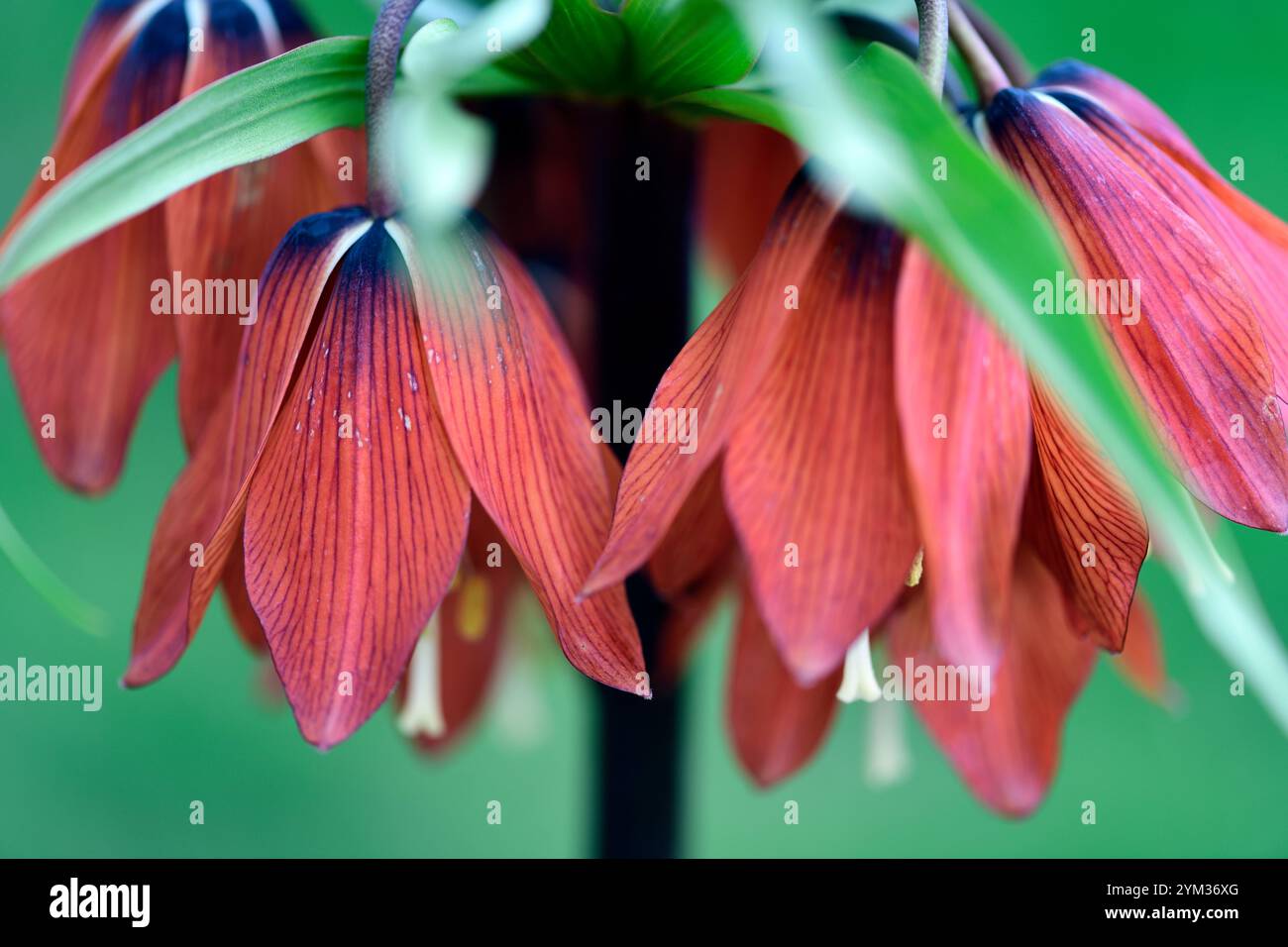 Fritillaria imperialis rosso bellezza, fiori di arancio scuro, corona imperiale arancione scuro, fiori arancioni a forma di campana, fiori gialli, primavera nel giardino, RM FL Foto Stock