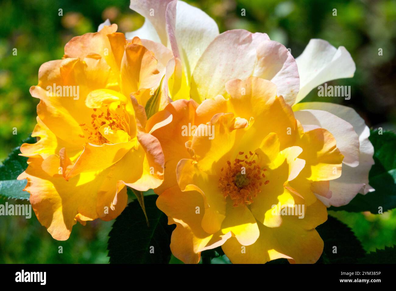Rose "Morden Sunrise" Super Hardy Rose Blend di giallo e arancione Foto Stock
