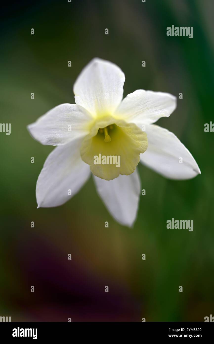 Narcissus Picoblanco, narciso grande, narciso grande, narciso bianco, narciso bianco, narciso bianco, floreale Foto Stock