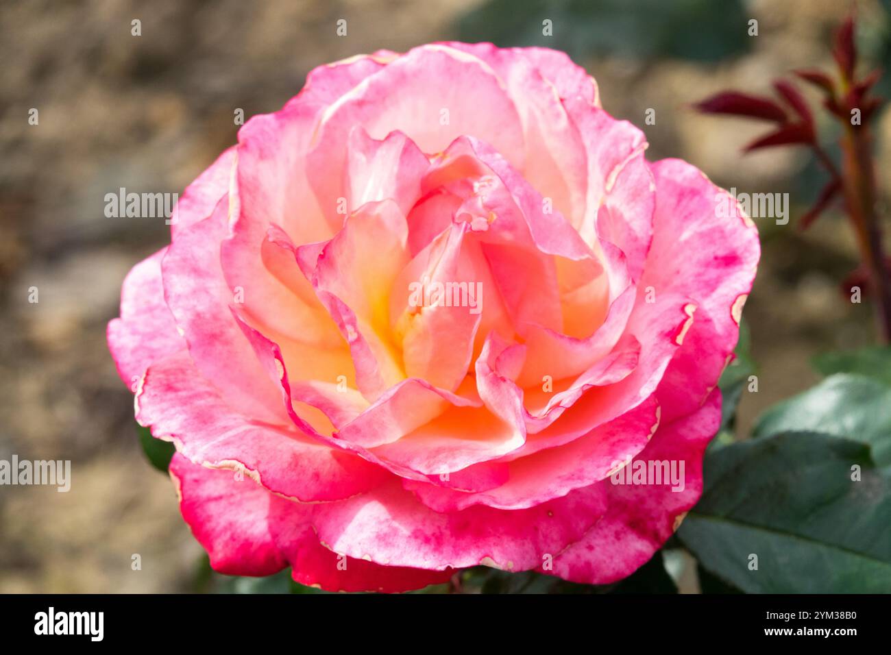 Rosa "Jazz Festival" Rosa Foto Stock