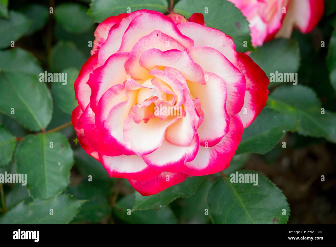 Rosa "Jubile du Prince de Monaco", arbusto da giardino Foto Stock