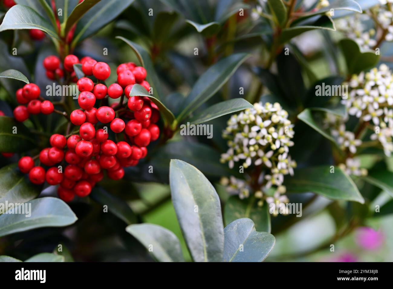 Pabella skimmia japonica, arbusti sempreverdi, fiori profumati a forma di stella in primavera, bacche rosse, arbusto sempreverde, RM Floral Foto Stock