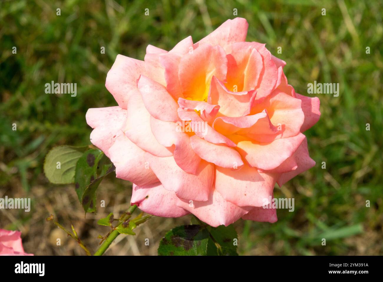 Rosa Peach sorpresa Foto Stock