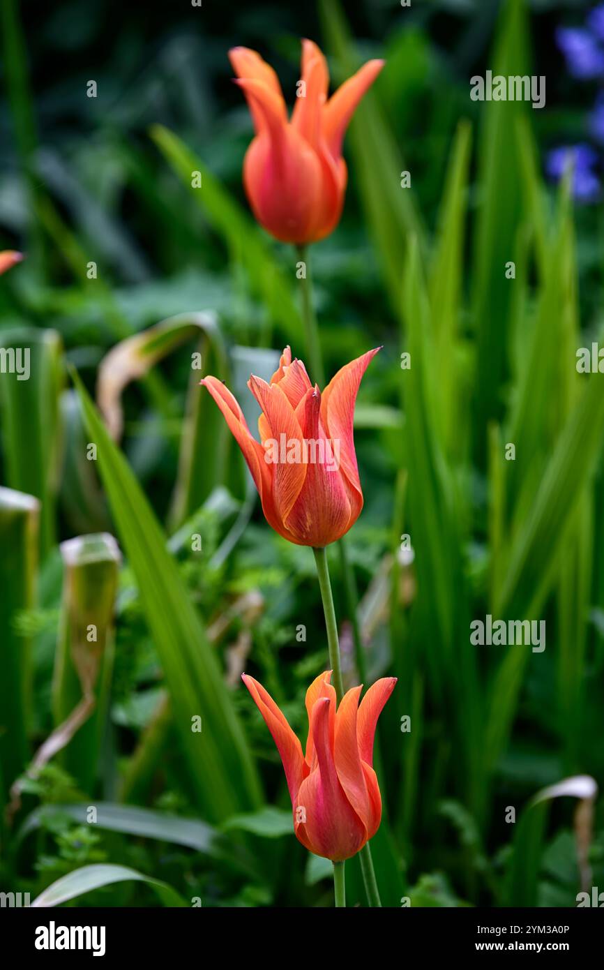 tulipa ballerina, tulipani fioriti di giglio, tulipani arancioni, tulipani arancioni, primavera in giardino, schema di piantagione misto, tulipani misti, RM Floral Foto Stock