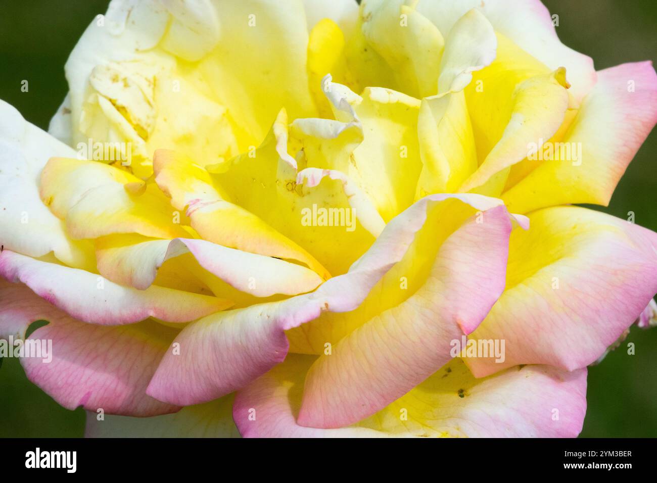 Rosa "Garden Party", tè giallo chiaro, rosa ibrida Foto Stock