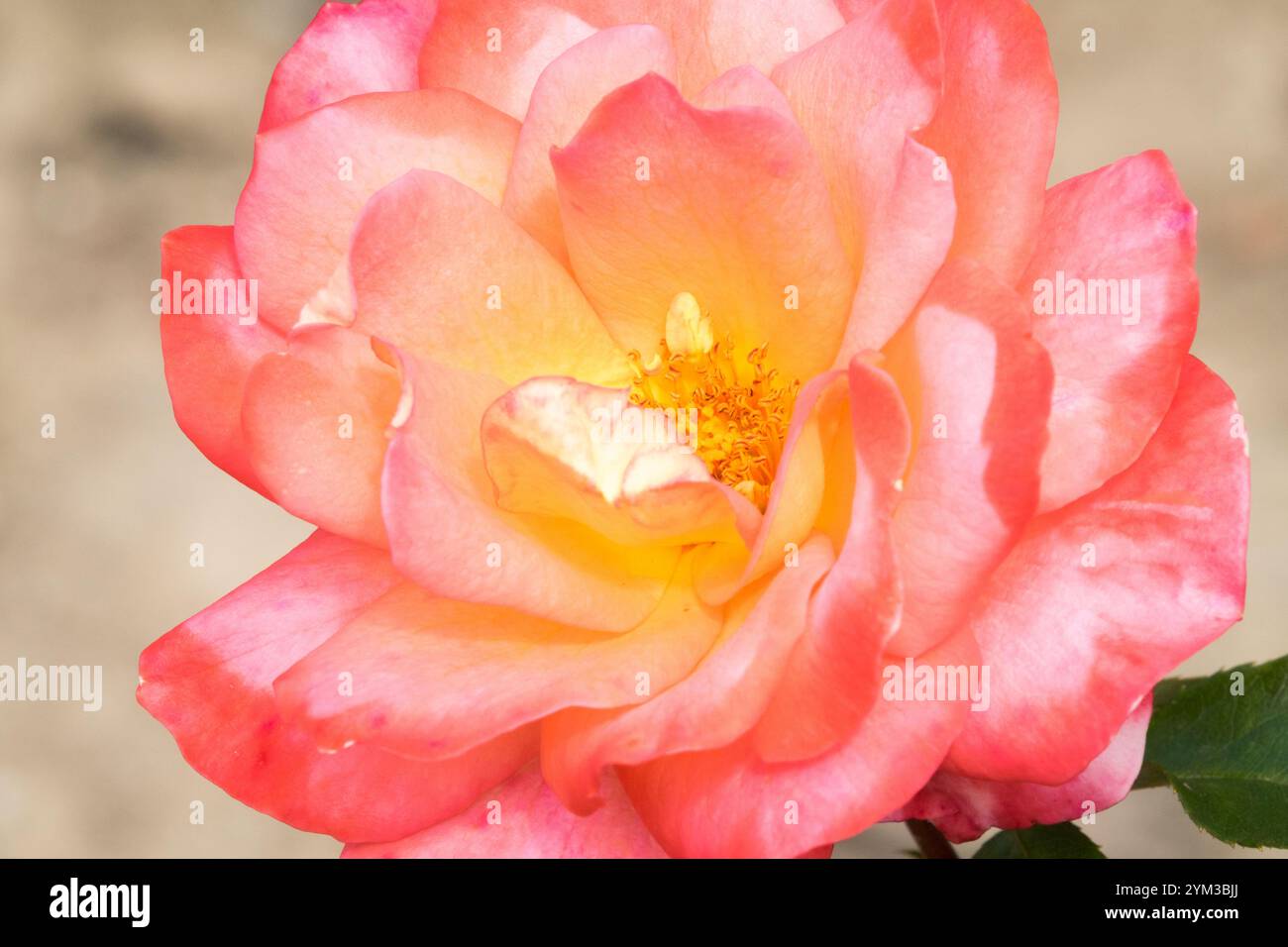 Rosa "Sea Pearl" alias Rosa "Flower Girl" Pink Pale Red Floribunda Rose Foto Stock