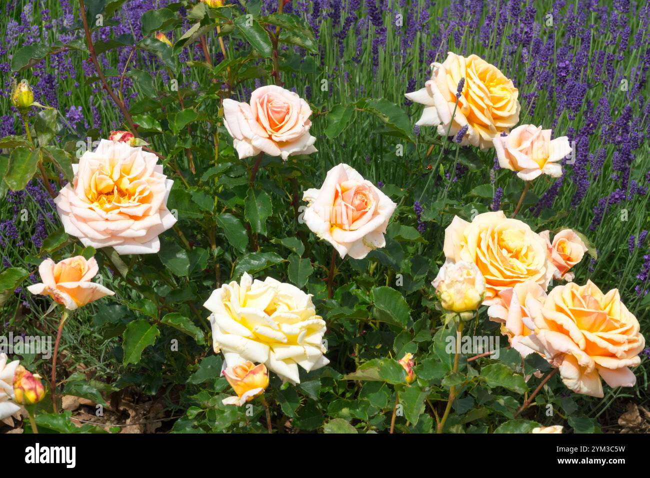 Rosa 'Joanna Hill' White giallo pallido con letto in lavanda Foto Stock