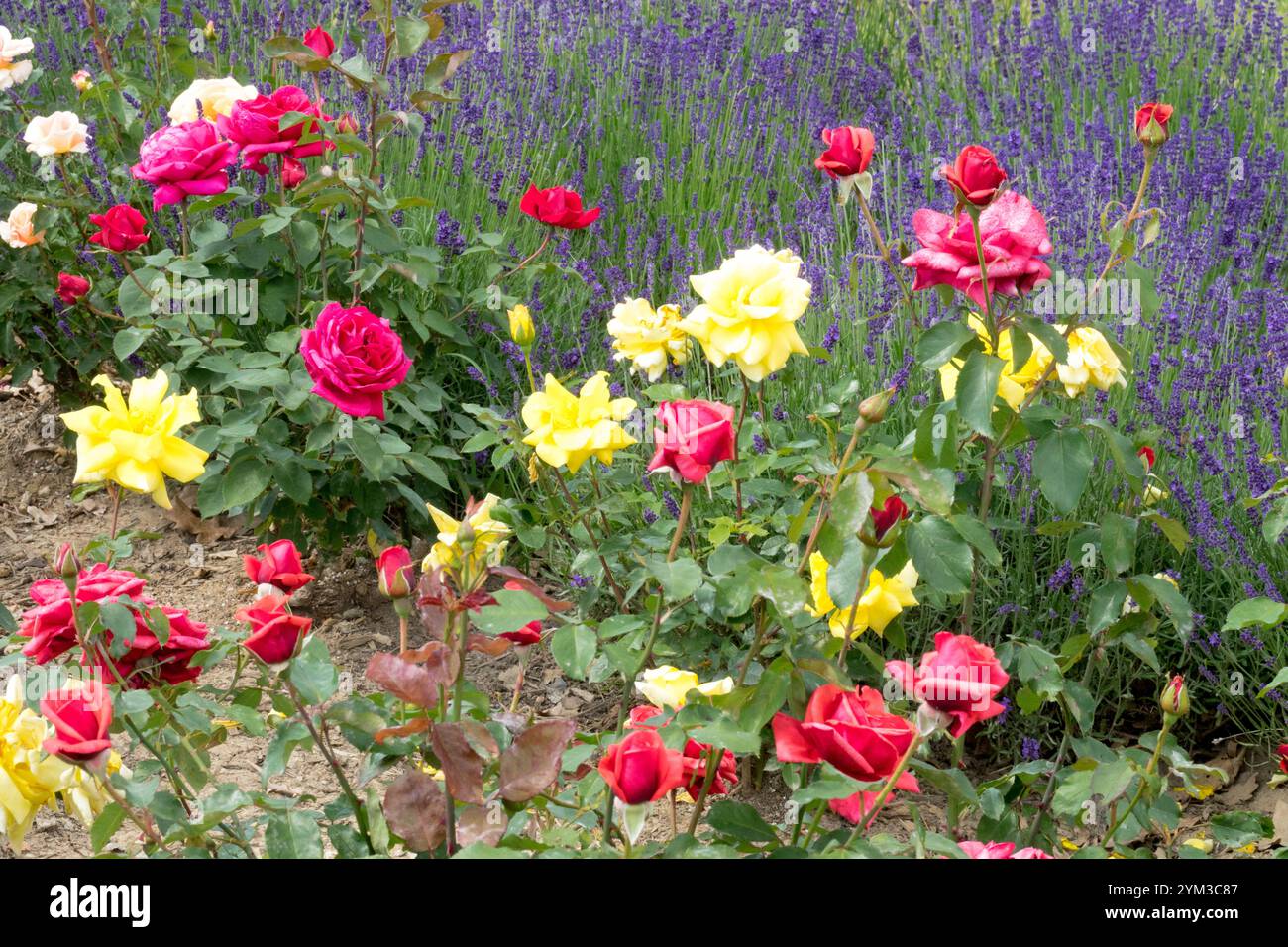 Red Yellow Roses Lavender Blue aiuola mista Foto Stock