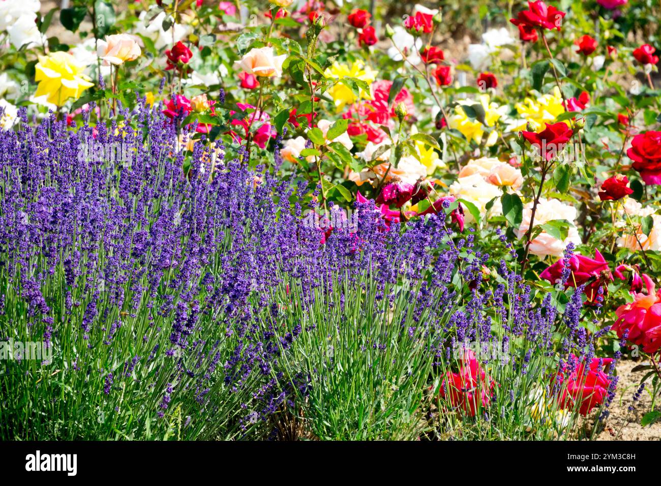 Vere rose di lavanda inglese Lavandula angustifolia Lavenders Blue, bordo rose colorate sfondo in giardino Foto Stock