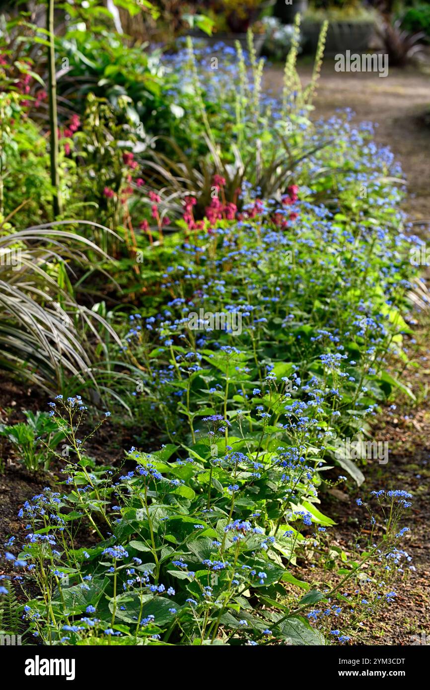 Brunnera macrophylla Langtrees,fiori blu,blu dimenticami non ombra,brunnera bordatura di un letto di fiori,bordatura brunnera,giardino boscoso,ombreggiato,ombreggiato,ombreggiato,ombreggiato,ombreggiato,l Foto Stock