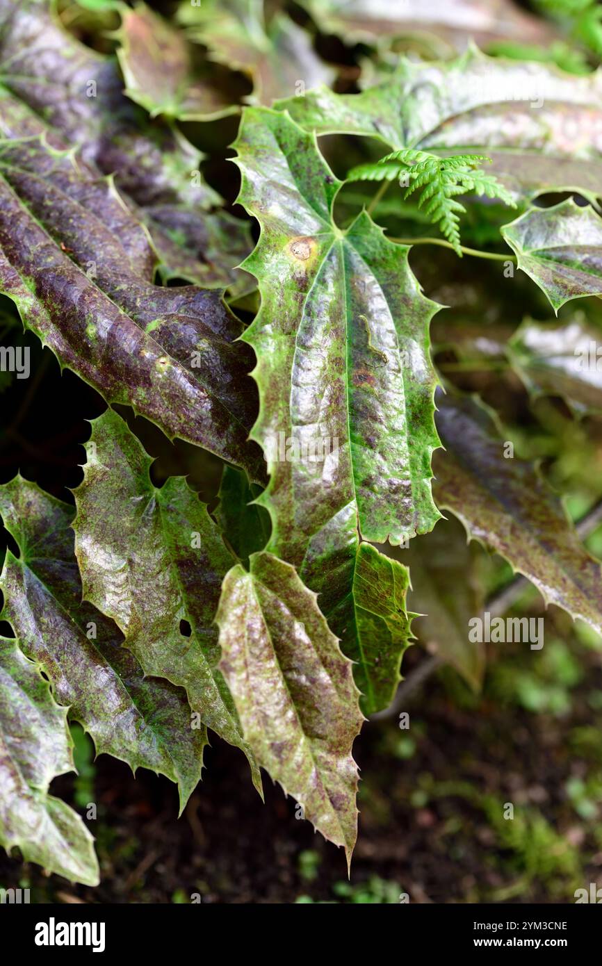 epimedium acuminatum L575,fogliame,foglie,fogliame epimedium,folaige macchiato,fogliame seghettato,giardino boscoso,ombra,giardino ombreggiato,RM Floral Foto Stock