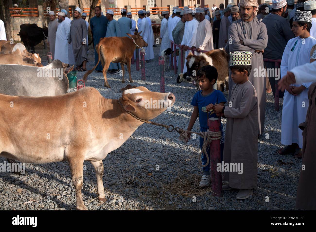 bestiame al mercato zootecnico di nizwa oman medio oriente Foto Stock