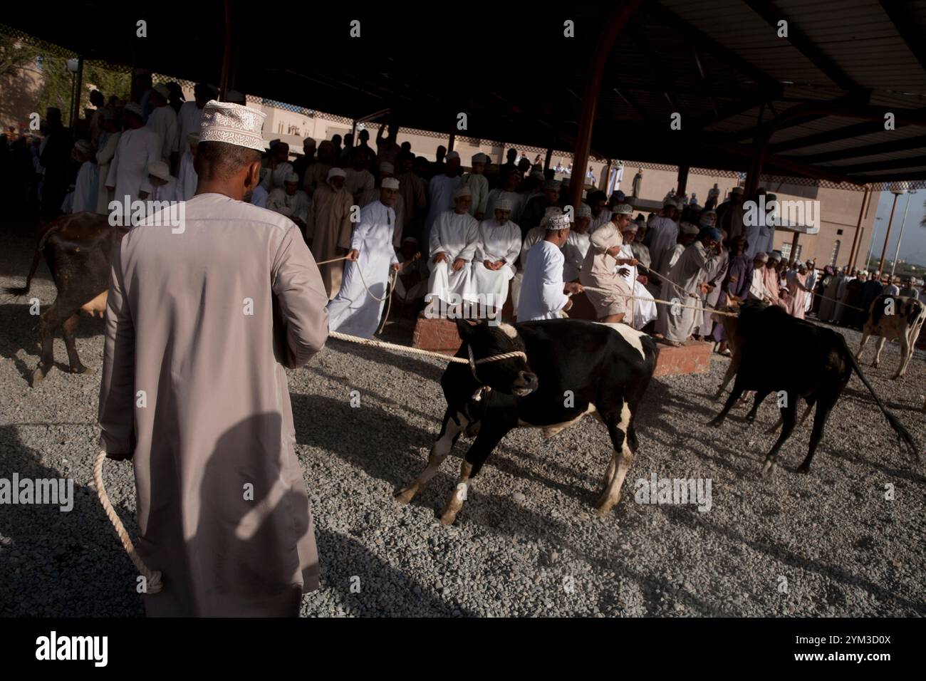 bestiame che sfilava al mercato del bestiame di nizwa oman medio oriente Foto Stock