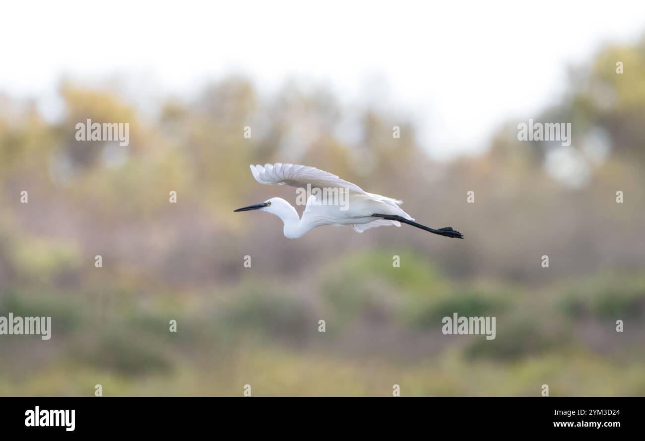Un grande egret bianco (Ardea Alba) che vola via, nella Camargue, atmosfera soffusa e soffice, colori pastello ridotti, spazio copia Foto Stock