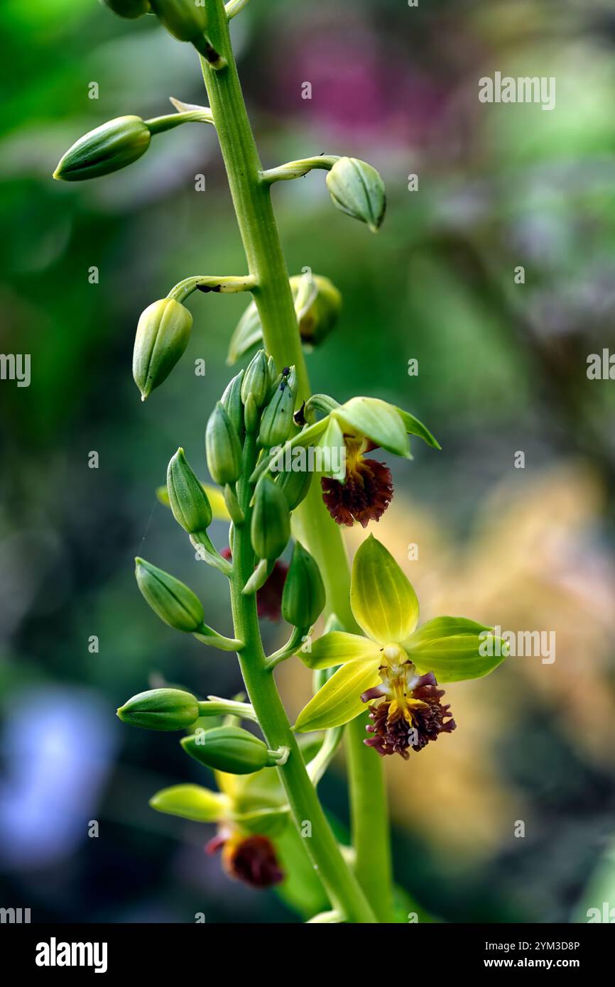 Epipactis,elleborine,orchidee terrestri,orchidee terrestri,Epcts,fioritura primaverile,giardino boscoso,giardino ombreggiato,RM Floral Foto Stock