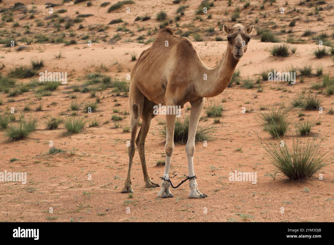Arabian Camel (Dromedary) con gambe anteriori legate per evitare che vadano troppo lontano Wahiba Sands Oman Foto Stock
