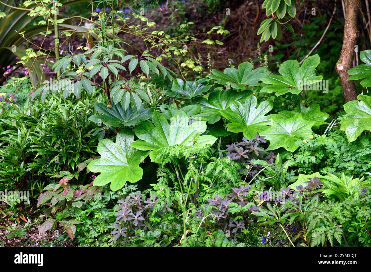 Podophyllum peltatum grande foglia, foglie verdi, fogliame, giardino boschivo, ombra, giardino ombreggiato, giardino di primavera, giardini, boccioli di fiori di podofillum, RM Floral Foto Stock