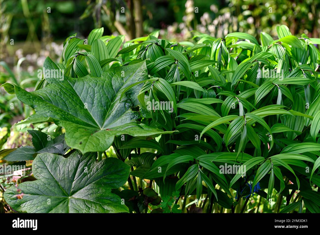 Podophyllum peltatum grande foglia,foglie verdi,fogliame,giardino boschivo,ombra,giardino ombreggiato,giardino di primavera,giardini,boccioli di fiori di podofillum,disporum,f Foto Stock