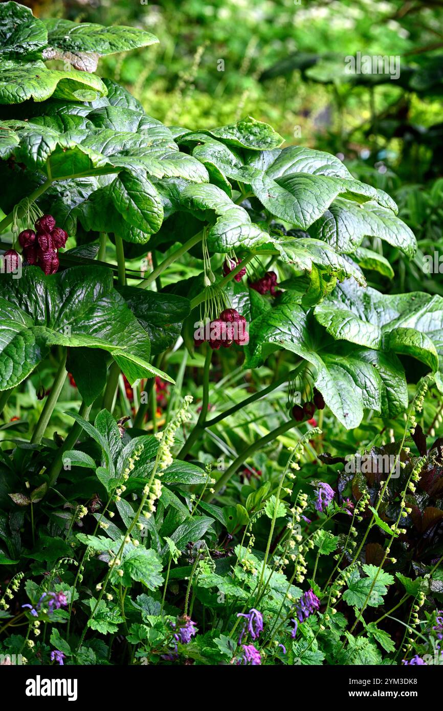 Podophyllum peltatum grande foglia, foglie verdi, fogliame, giardino boschivo, ombra, giardino ombreggiato, giardino di primavera, giardini, boccioli di fiori di podofillum, RM Floral Foto Stock