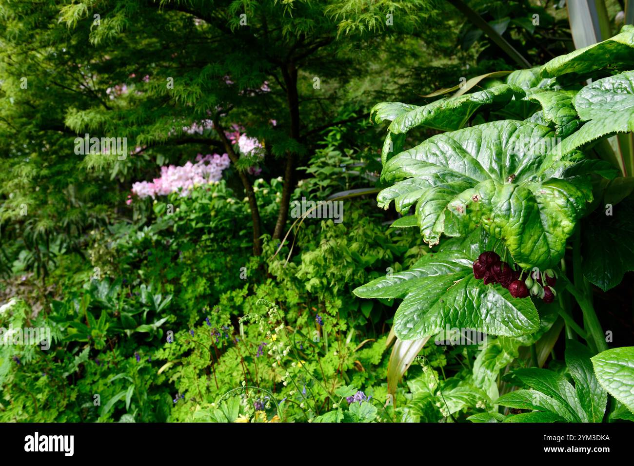 Podophyllum peltatum grande foglia, foglie verdi, fogliame, giardino boschivo, ombra, giardino ombreggiato, giardino di primavera, giardini, boccioli di fiori di podofillum, RM Floral Foto Stock