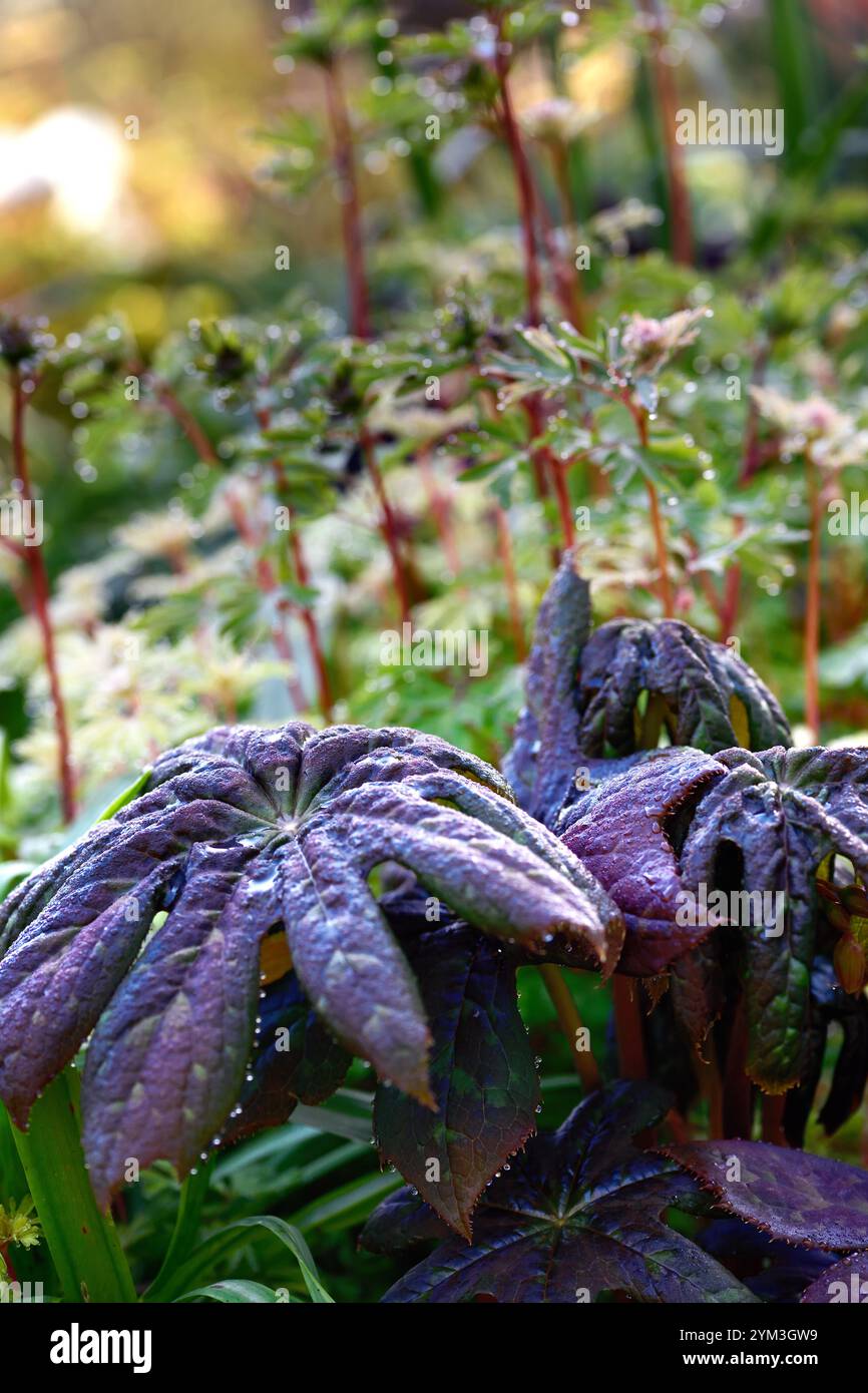 Panda marrone di Podophyllum, foglie marroni, fogliame marrone, fogliame attraente, foglie, fogliame, giardino boschivo, giardino ombreggiato, giardino ombreggiato, RM Floral Foto Stock
