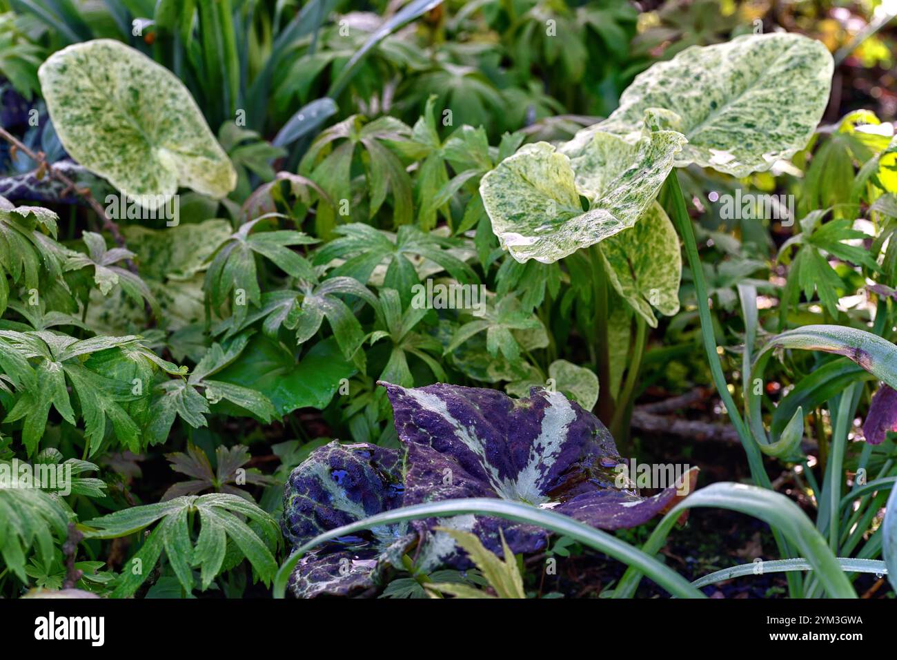 Arum maculatum Bakovci,arum e podofillum,crema variabilmente gialla e fogliame variegato bianco,foglie variegate,Podophyllum chengii Hunan,variegato, Foto Stock