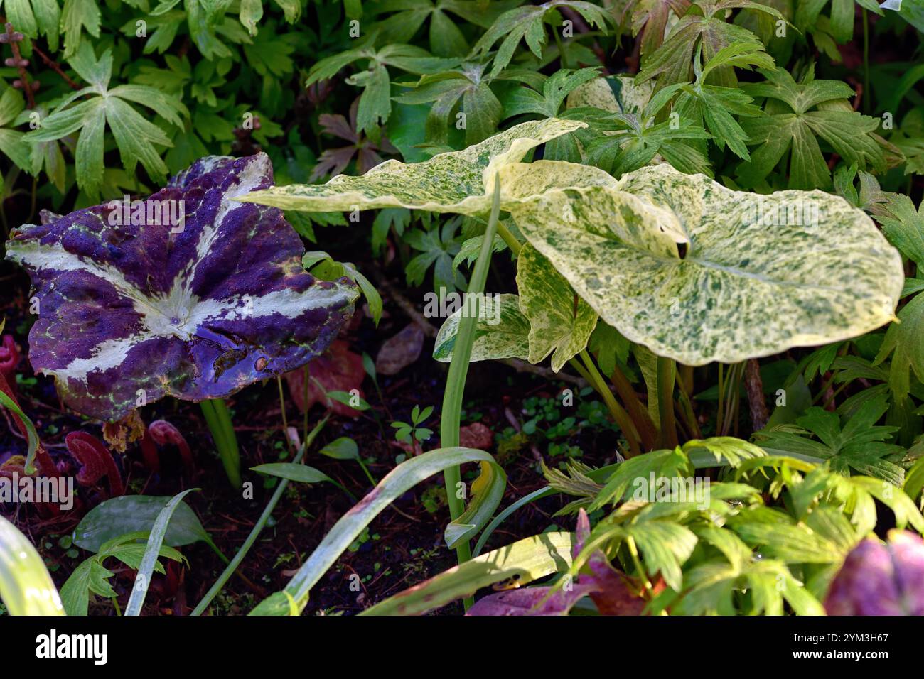 Arum maculatum Bakovci,arum e podofillum,crema variabilmente gialla e fogliame variegato bianco,foglie variegate,Podophyllum chengii Hunan,variegato, Foto Stock