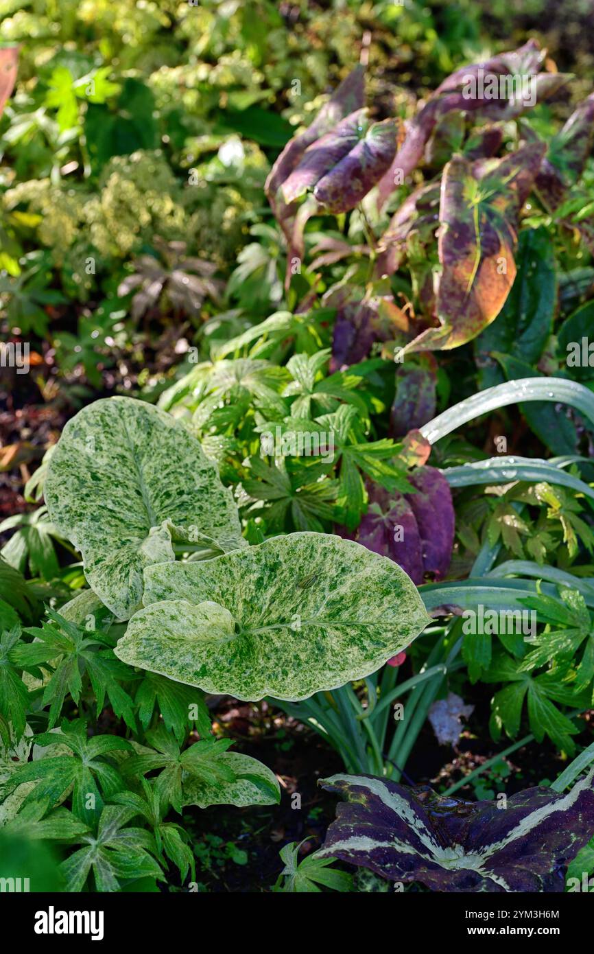 Arum maculatum Bakovci,arum e podofillum,crema variabilmente gialla e fogliame variegato bianco,foglie variegate,Podophyllum chengii Hunan,variegato, Foto Stock