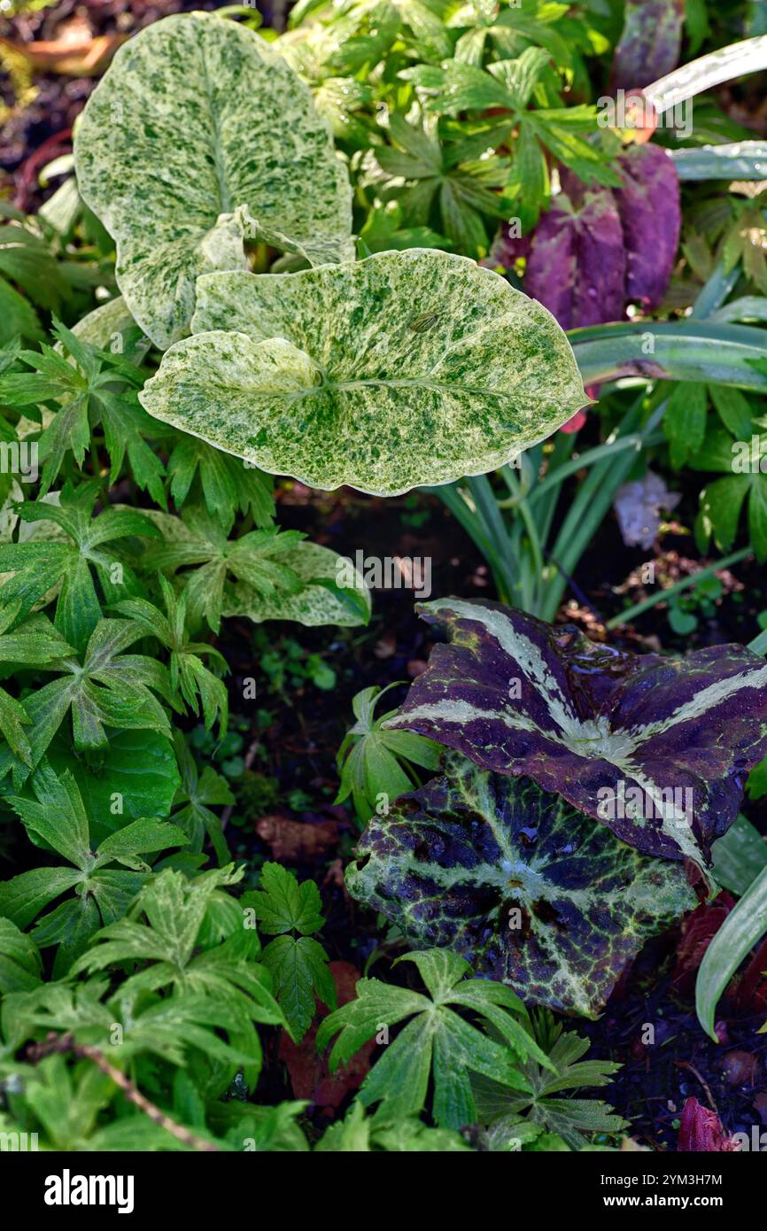 Arum maculatum Bakovci,arum e podofillum,crema variabilmente gialla e fogliame variegato bianco,foglie variegate,Podophyllum chengii Hunan,variegato, Foto Stock