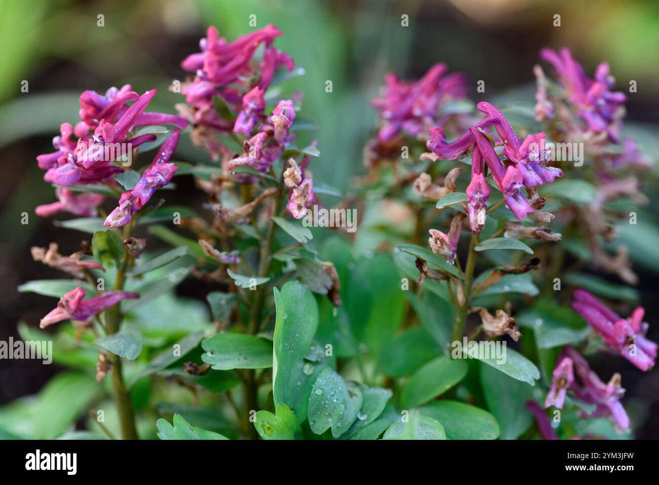 Corydalis, fiori rosa, giardino boschivo, ombra, giardino ombreggiato, primavera nel giardino boschivo, RM Floral Foto Stock