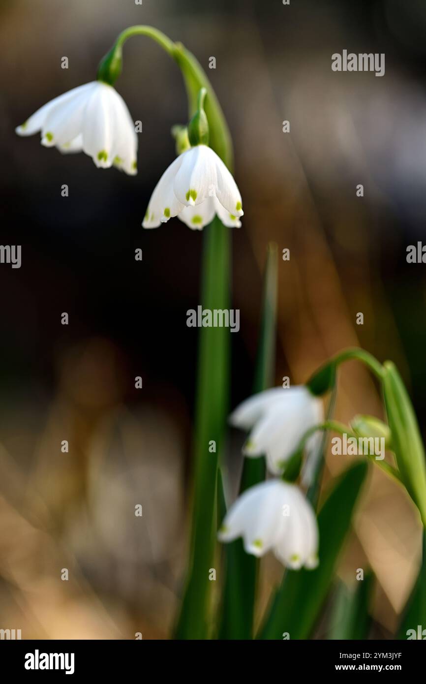 Leucojum vernum, bianco, fiori, piccolo, a forma di campana, forma, verde, spot, tepico, fiore, fioritura, primavera, RM Floral Foto Stock