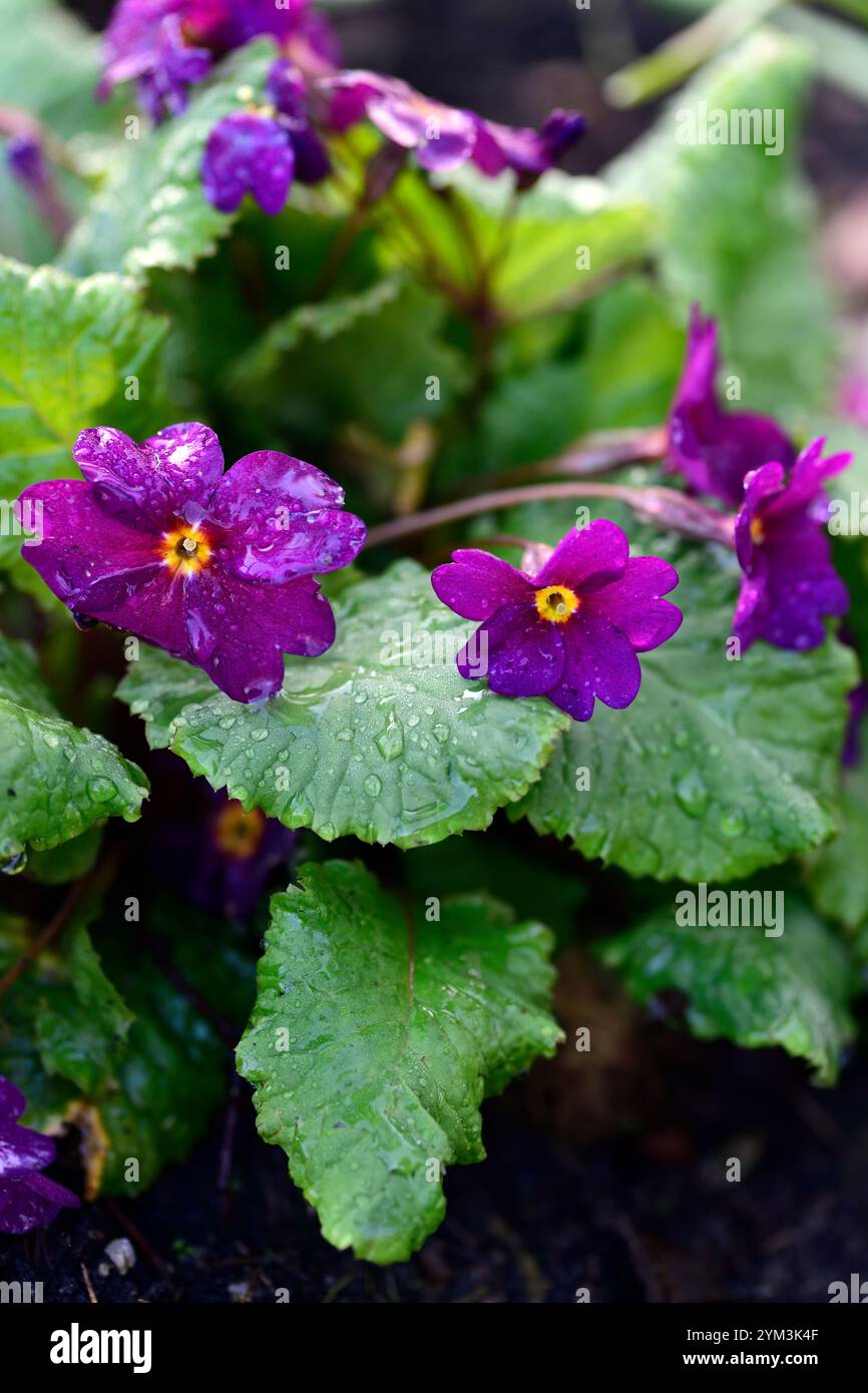 primula elatior hybrid caroline, primula oxslip hybrid primrose, oxslip viola, oxslip viola, oxslip ibrido viola, ibridi, fiori, fioritura, fiori, copertura del terreno, spp Foto Stock