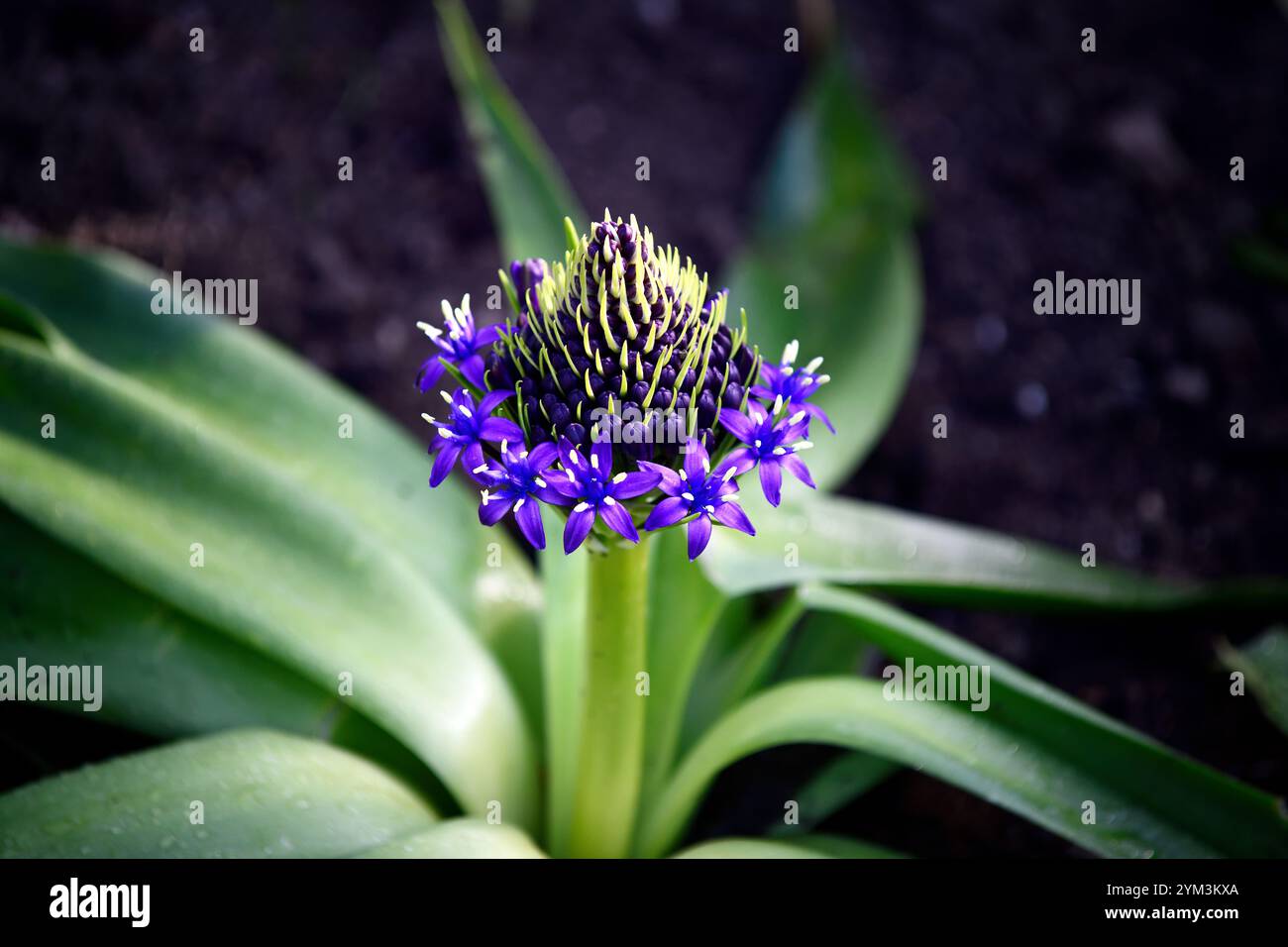 Scilla peruviana, squill portoghese, densa raceme piramidale di fiori blu, fiori blu, primavera, RM Floral Foto Stock