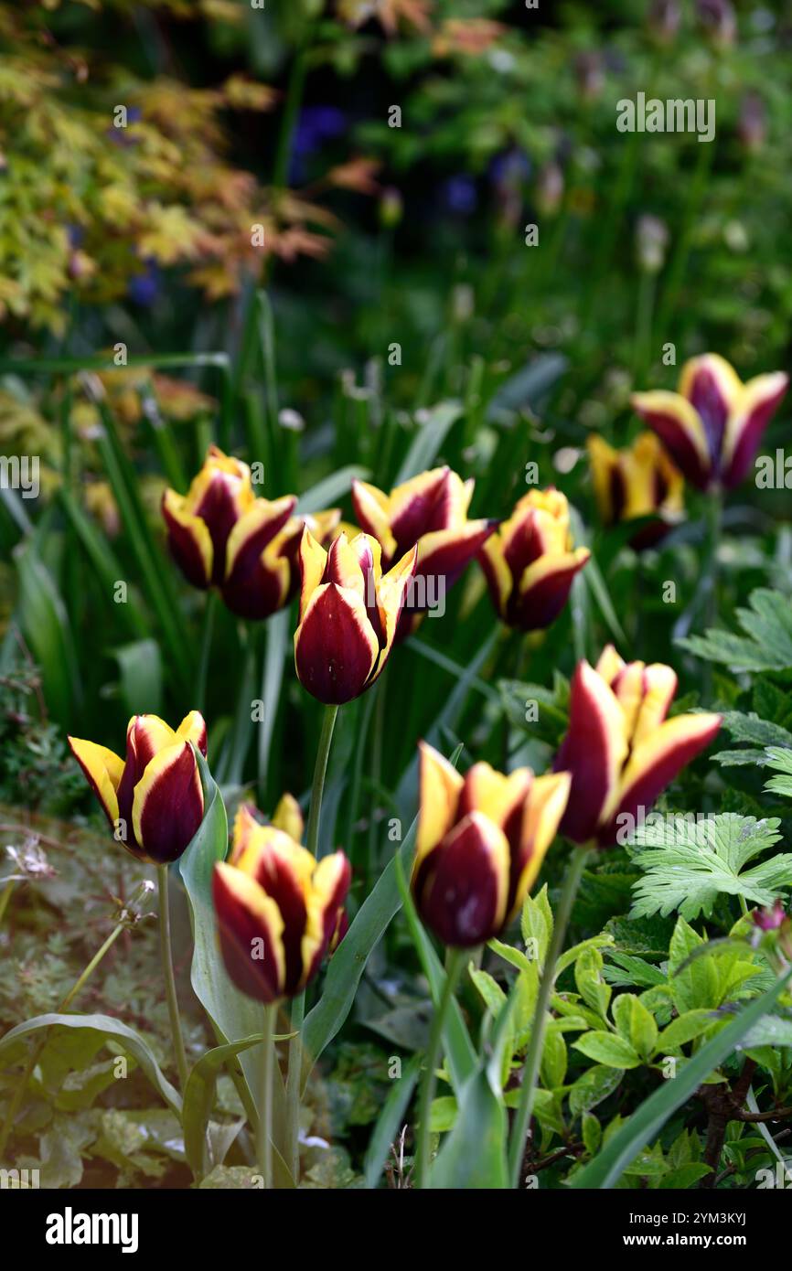 Tulip Slawa, Tulipa Muvota, Tulipa Havran, Tulipa Black Hero, tulipani viola scuro, tulipani viola e rame arancio, visualizzazione mista di tulipani, display, squillare in th Foto Stock