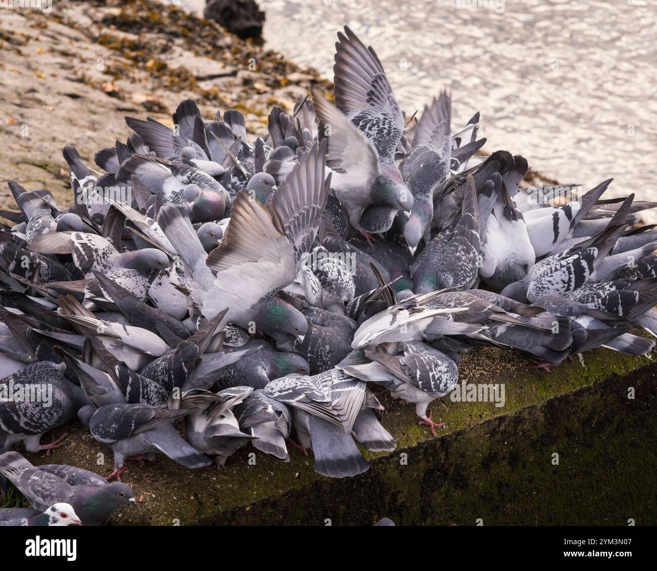 Piccioni selvatici o Doves di roccia (Columba livia) che si nutrono e si arrampicano l'uno sull'altro mentre competono per il cibo Foto Stock