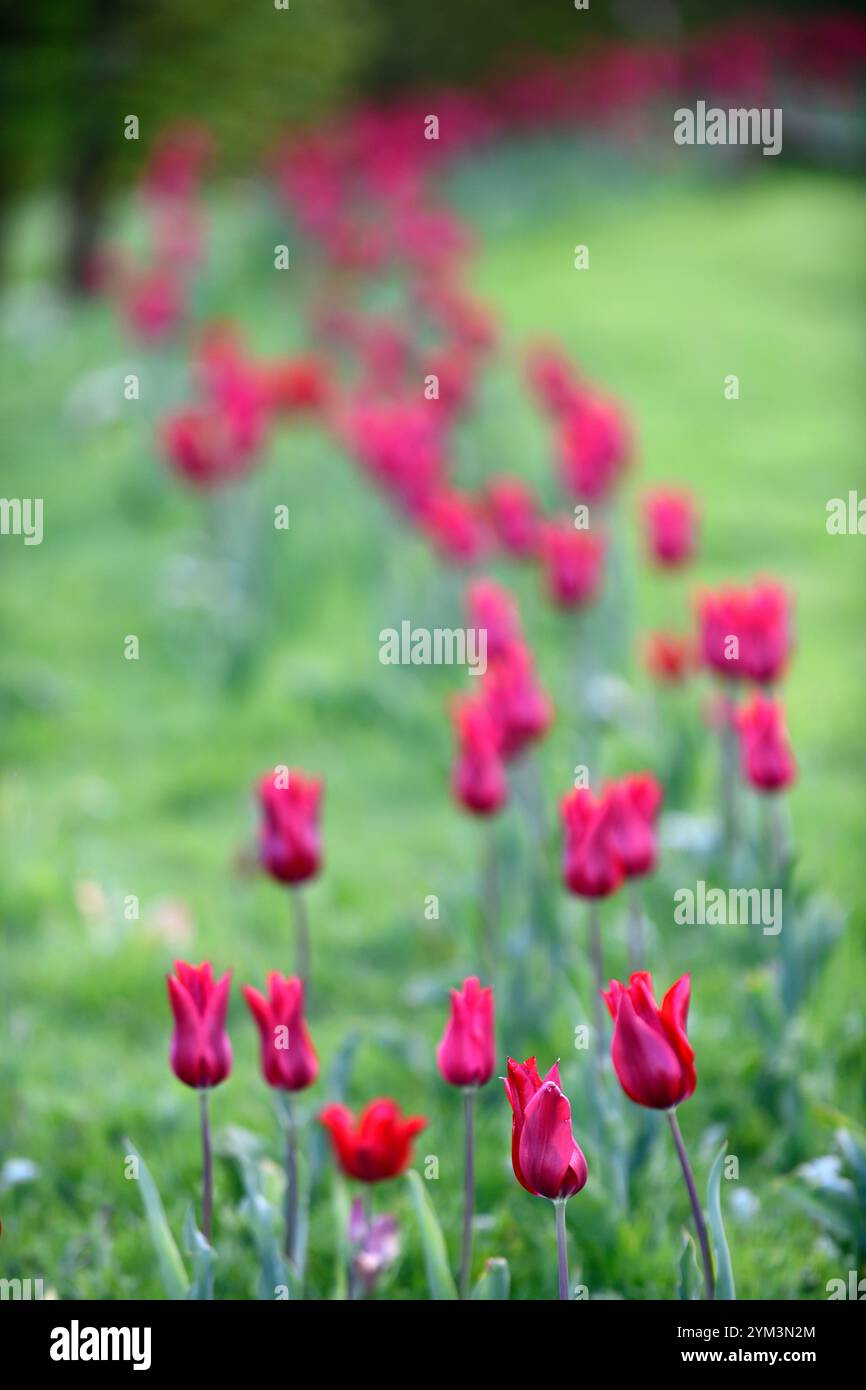 tulip Pieter de Leur, Tulip Pieter de Leur, tulipani rossi, tulipani nel prato, tulipani intrecciati nel prato, tulipani che crescono nell'erba, tulipani che crescono nell'erba Foto Stock