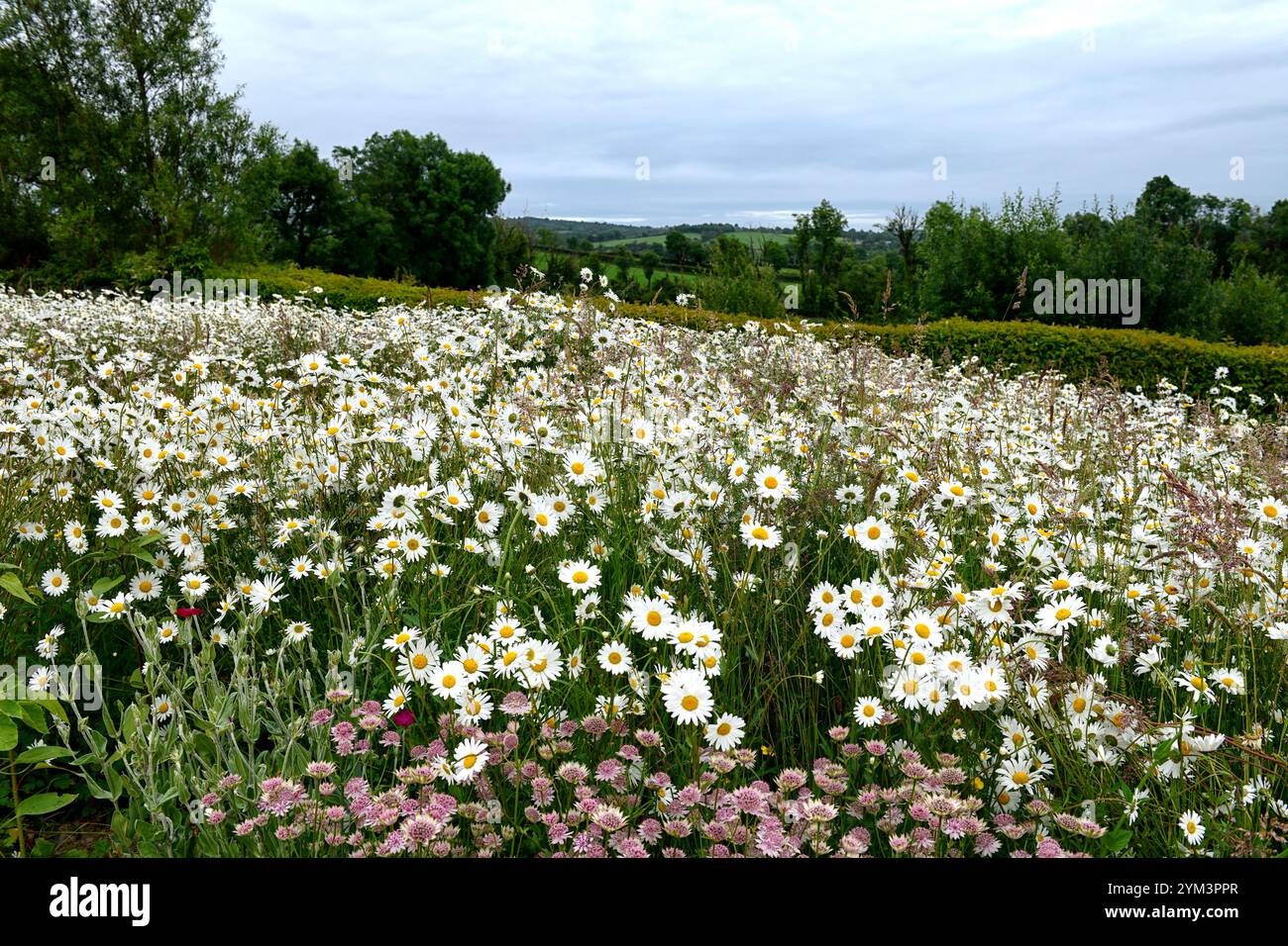 Astrantia roma, Leucanthemum vulgare, margherita, dasie, prato di fiori selvatici astrantia e margherita, fiori selvatici, astrantia roma e Leucanthemum vulgare, bianco e p Foto Stock