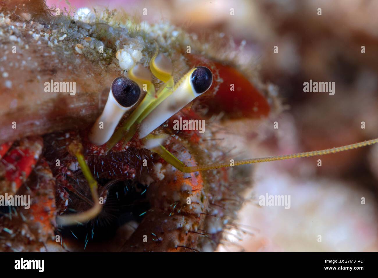 Occhi di Hermit Crab. La foto è stata scattata a Sulawesi settentrionale, isola di Bangka, Indonesia Foto Stock