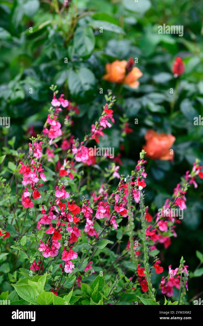 Salvia microphylla labbra caldo,Salvia x jamensis labbra caldo,salvia sages,salvias,rosso,bianco,profumato,fogliame,RM Floral Foto Stock