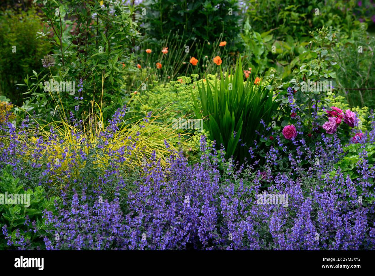 nepeta sei colline gigante, catmenta, fiori blu, fiori, fiori, mix, misto, impianto di piantagione, perenne, RM Floral Foto Stock