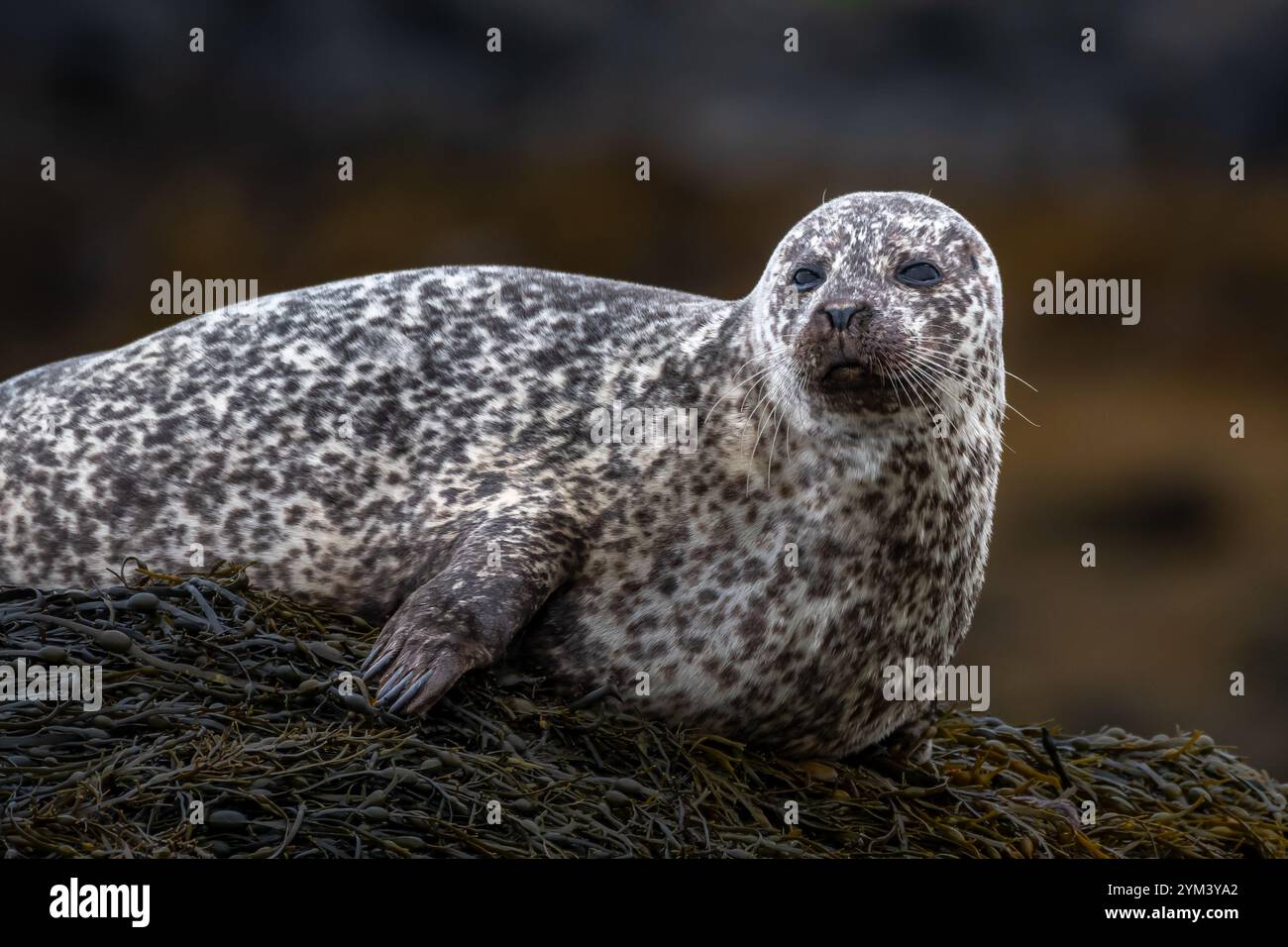Rilassante foca comune/foca del porto (Phoca Vitulina) sulla costa atlantica dell'isola di Skye vicino a Dunvegan in Scozia, Regno Unito Foto Stock