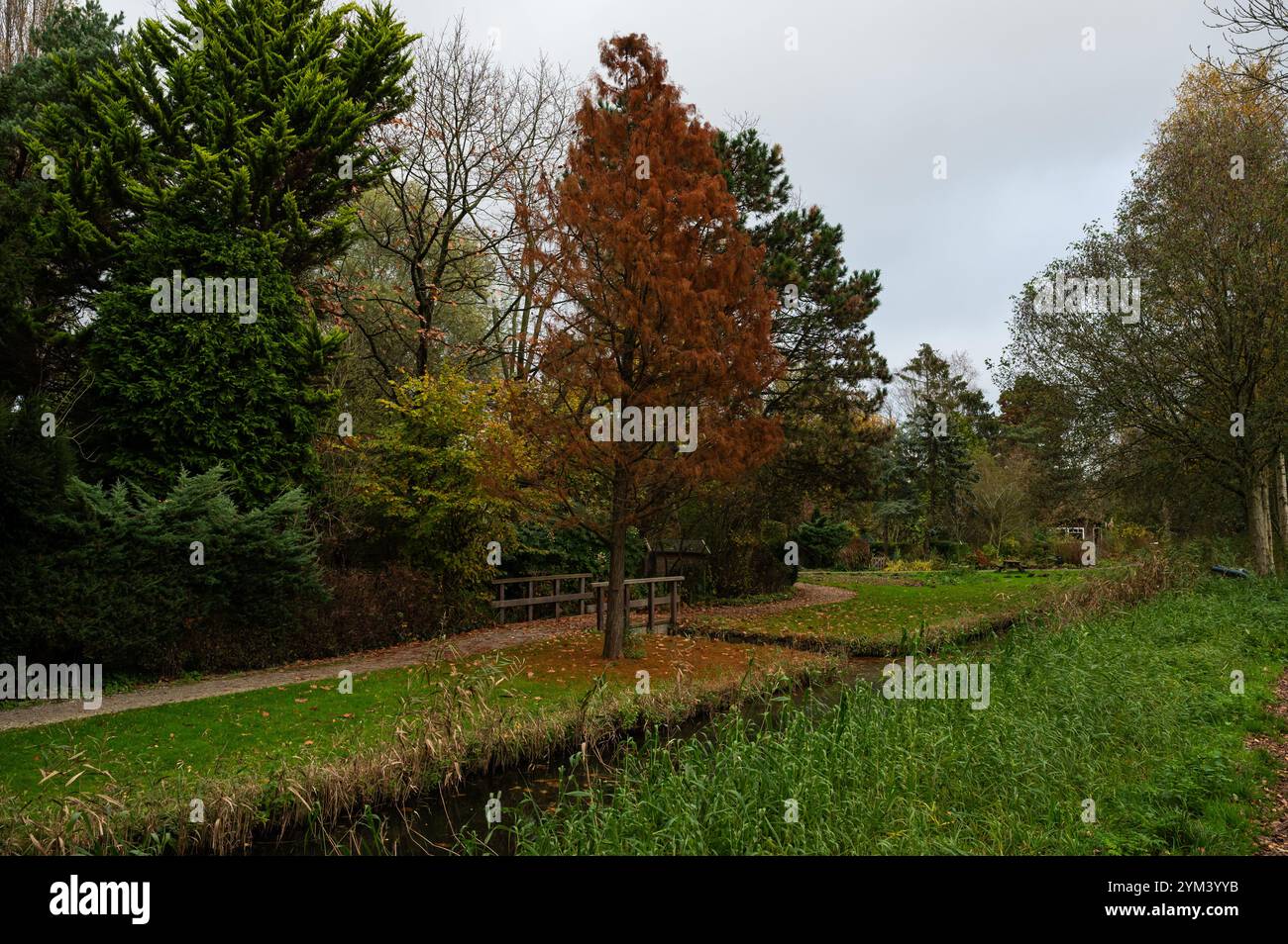 Colori autunnali al parco cittadino Volkstuinbeweging di Amsterdam, Paesi Bassi, 14 novembre 2024 Foto Stock