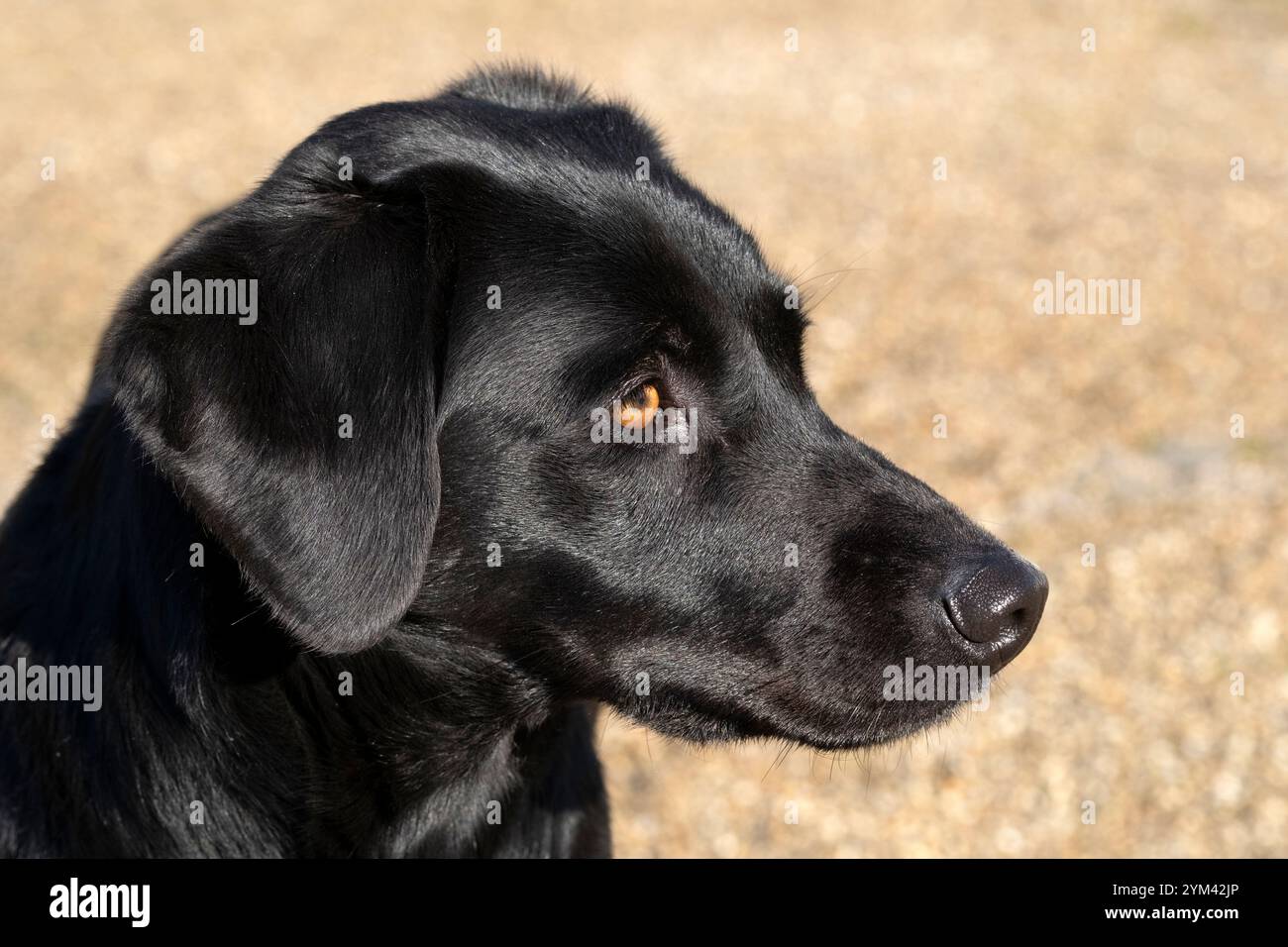 Colpo alla testa di un giovane cane labrador nero Foto Stock