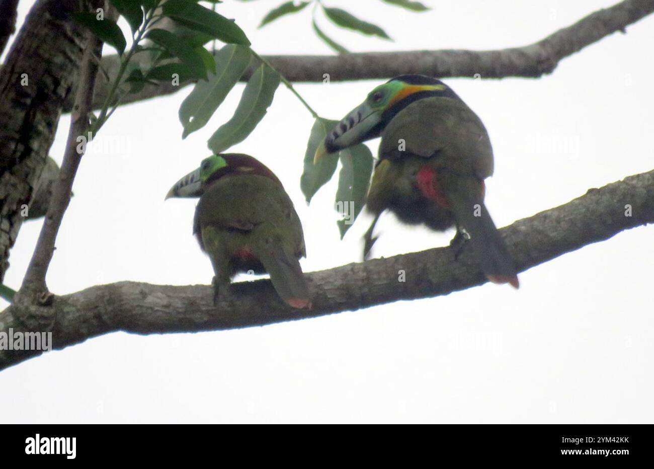 Toucanet con fattura a punti (Selenidera maculirostris) Foto Stock
