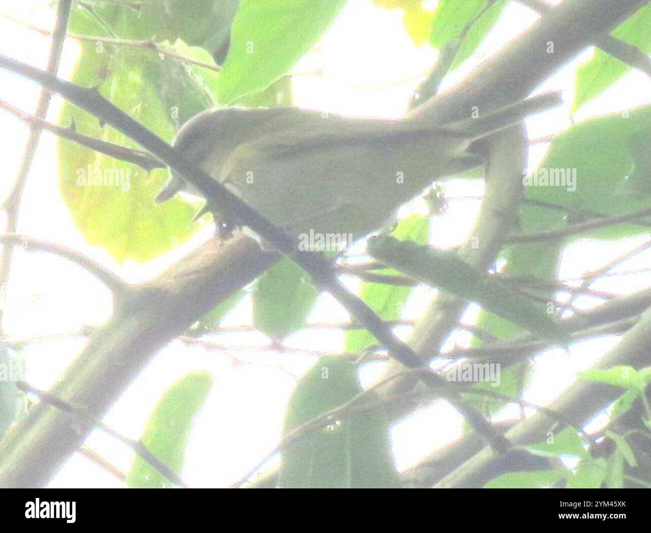 Chivi Vireo (Vireo chivi) Foto Stock