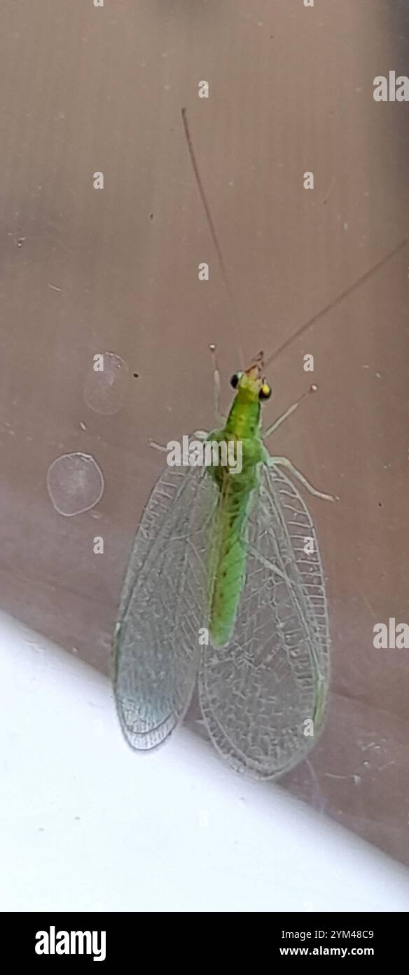 Lacewings verdi del gruppo carnea (Chrysoperla carnea) Foto Stock