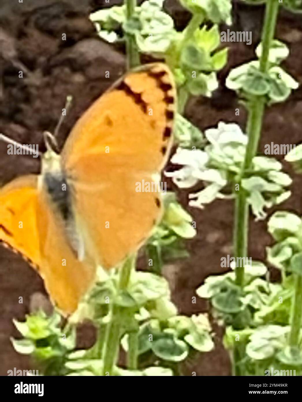 Salmone arabo grande (Colotis fausta) Foto Stock