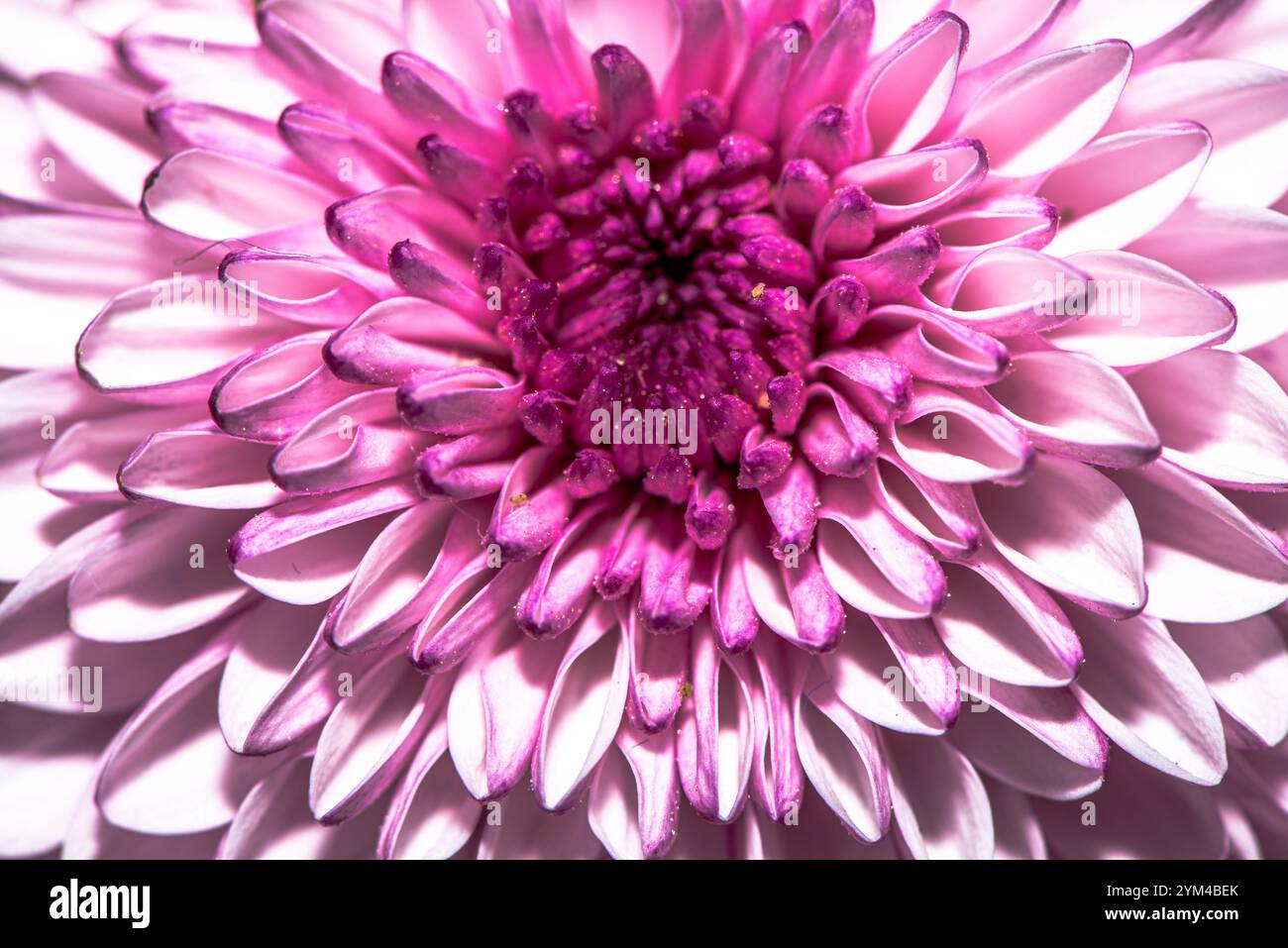 Una splendida foto macro di un fiore del crisantemo, che cattura intricati dettagli di petali, colori vivaci e la bellezza naturale di questo capolavoro floreale Foto Stock