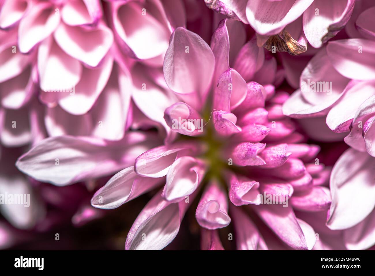 Una splendida foto macro di un fiore del crisantemo, che cattura intricati dettagli di petali, colori vivaci e la bellezza naturale di questo capolavoro floreale Foto Stock