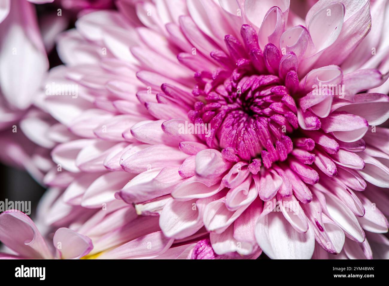 Una splendida foto macro di un fiore del crisantemo, che cattura intricati dettagli di petali, colori vivaci e la bellezza naturale di questo capolavoro floreale Foto Stock